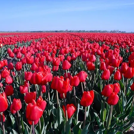 Bas, Strandhuisje Op 900 Meter Zee & Strand!