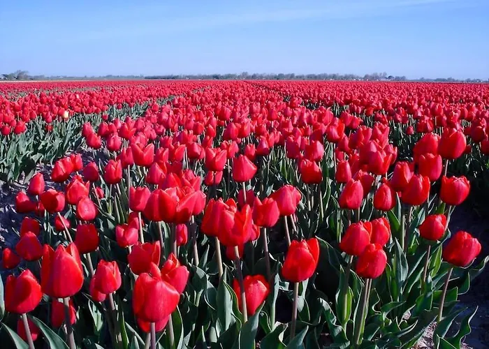 Bas, Strandhuisje Op 900 Meter Zee & Strand!